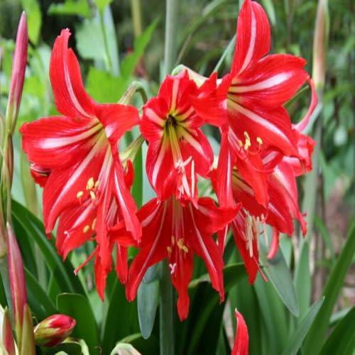 Red Amaryllis Hippeastrum Flower Seeds for Planting Heirloom Non-GMO High Germination Organic Garden Seeds