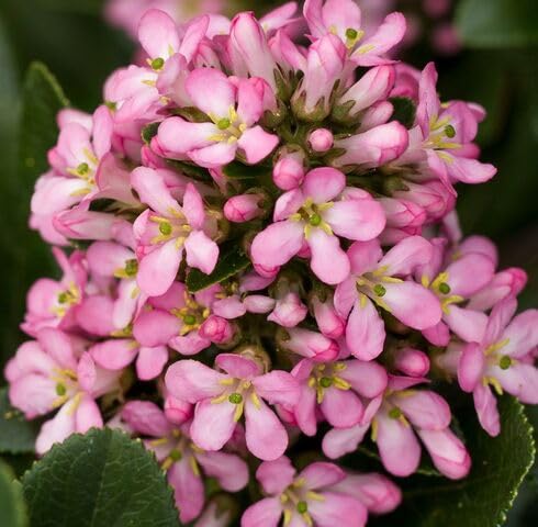Pink Escallonia Flower Seeds Heirloom Non-GMO High Germination Organic Garden Seeds for Planting