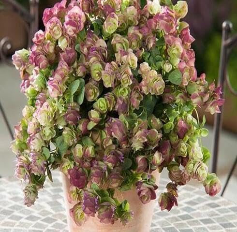 Green Pink Oregano Kirigami Plant Seeds Heirloom Non-GMO High Germination Organic Garden Seeds for Planting