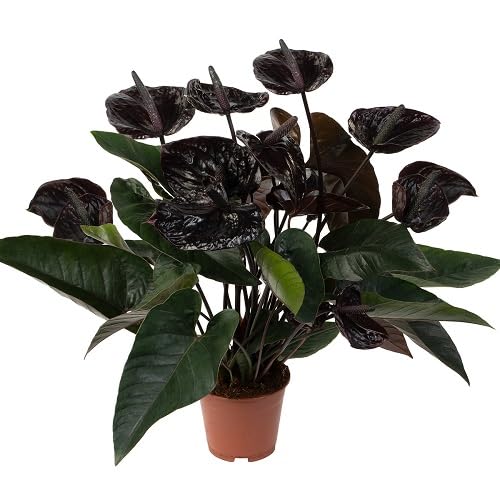 blackanthuriumheirloomnongmo flower seeds