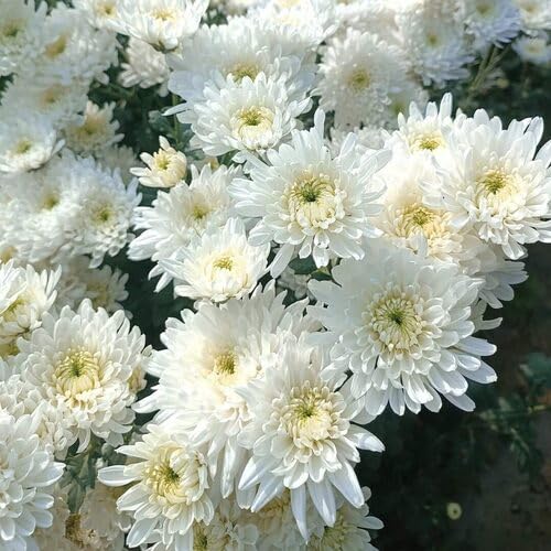 Giant Chrysanthemum Flower Seeds White — Heirloom Non-GMO High Germination Seeds