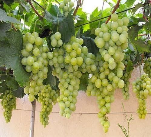 Grapes Seeds Green – Heirloom, Non-GMO, High Germination Organic Garden Seeds