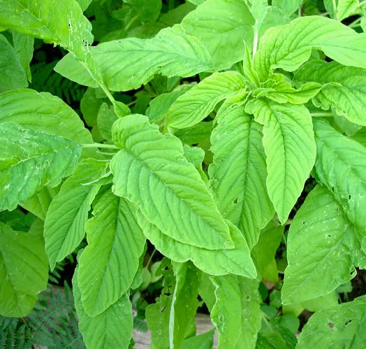 Green Callaloo Green Seeds – Heirloom, Non-GMO, High Germination Organic Garden Seeds Planting
