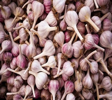 Garlic Seeds – Heirloom, Non-GMO, High Germination Organic Garden Seeds Planting