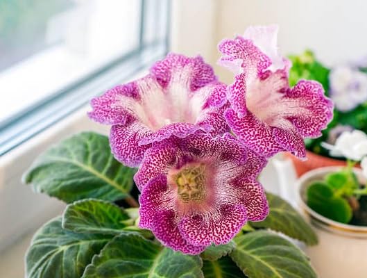 Gloxinia Flower Seeds – Heirloom, Non-GMO, High Germination Organic Garden Seeds for Planting