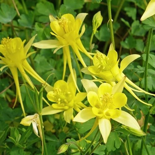 Yellow Aquilegia Flower Seeds for Planting – Heirloom, Non-GMO, High Germination Organic Garden Seeds