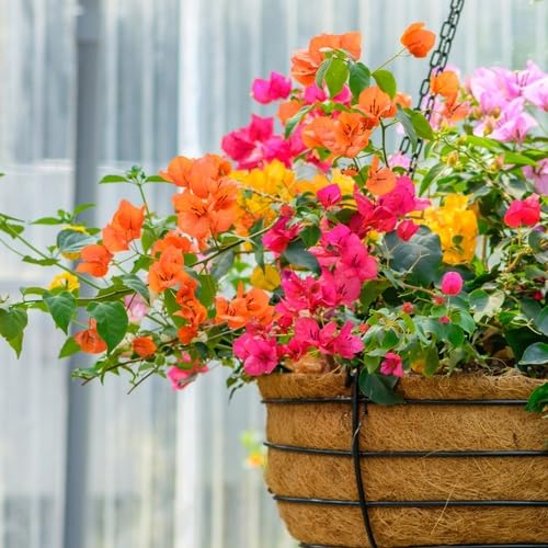 mixed bougainvillea flower seeds