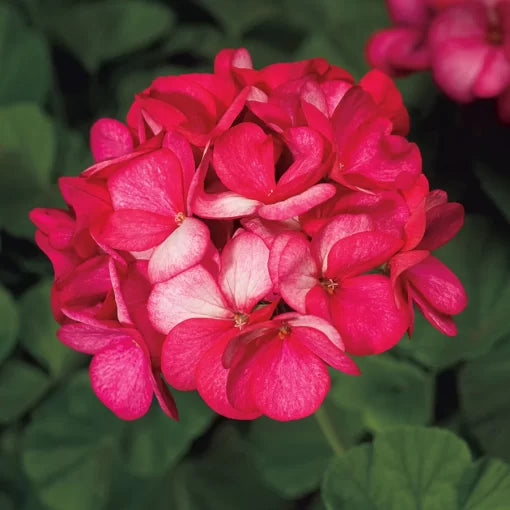 violet picotee flower seeds