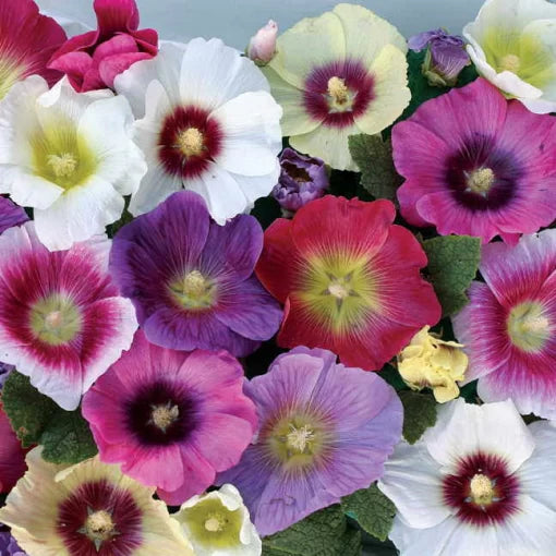 halo mix flower seeds