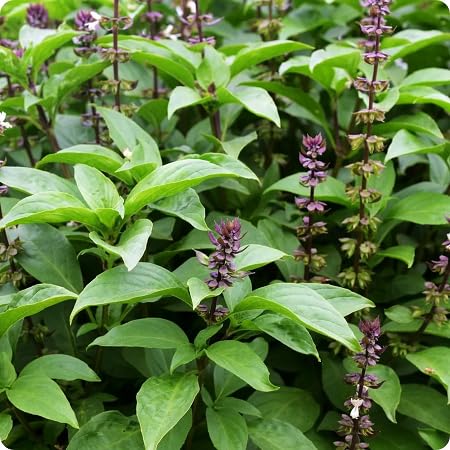 Basil Plant Seeds Heirloom Non-GMO High Germination Organic Garden Seeds for Planting