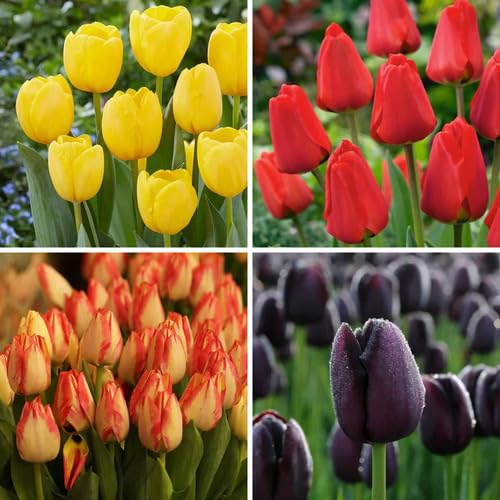 Tulip Flower Seeds – Heirloom, Non-GMO, High Germination Organic Garden Seeds for Planting