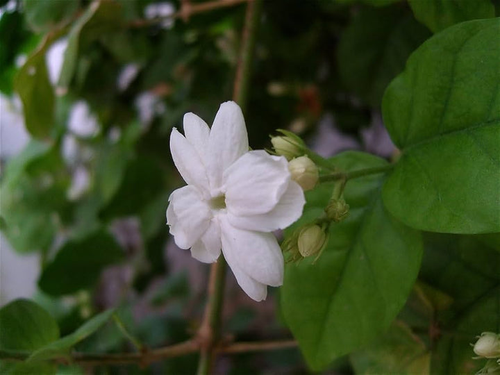 Jasminum Sambac Flower Seeds – Heirloom, Non-GMO, High Germination Seeds