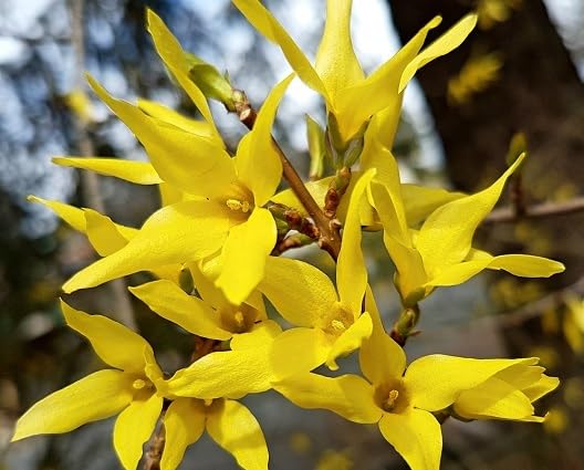 Forsythia Flower Seeds Yellow Heirloom Non-GMO High Germination Organic Garden Seeds for Planting