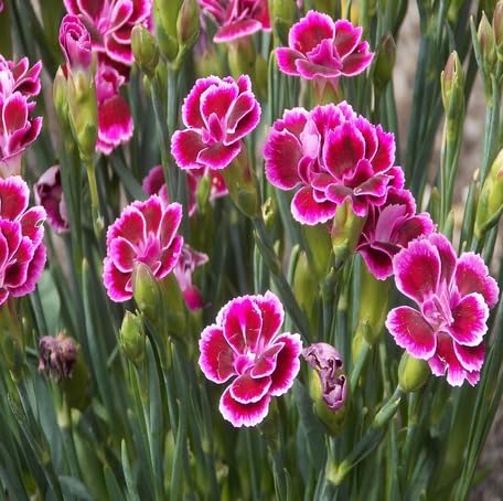 pinkdianthuscaryophyllusflowerheirloomnongmo flower seeds