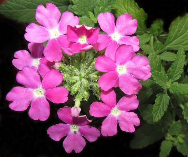 Pink Verbena Flower Seeds for Planting – Heirloom, Non-GMO, High Germination