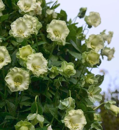 White Climbing Cathedral Bells Flower Seeds – Heirloom, Non-GMO, High Germination Organic Garden Seeds for Planting