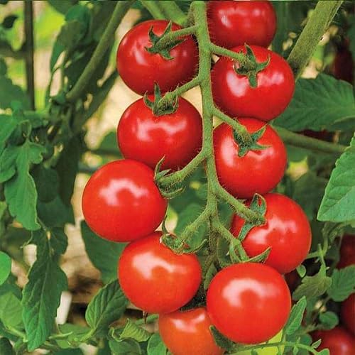 Riesentomate Rot – Alte Sorte, gentechnikfrei, keimstark, Bio-Gartensamen zur Aussaat