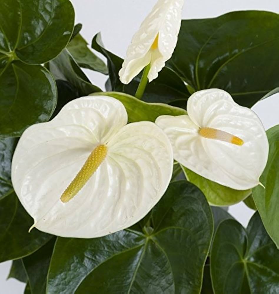 White Blooming Anthurium Flower Seeds for Planting – Heirloom Non-GMO Organic Seeds