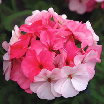 pink appleblossom flower seeds