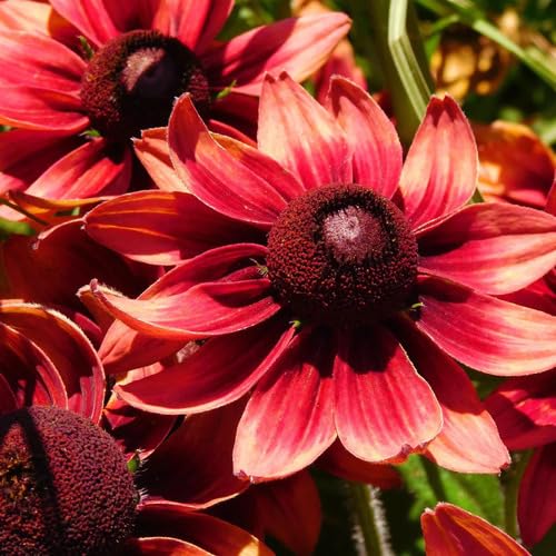 Red Rudbeckia Flower Seeds for Planting – Heirloom, Non-GMO, High Germination Organic Garden Seeds