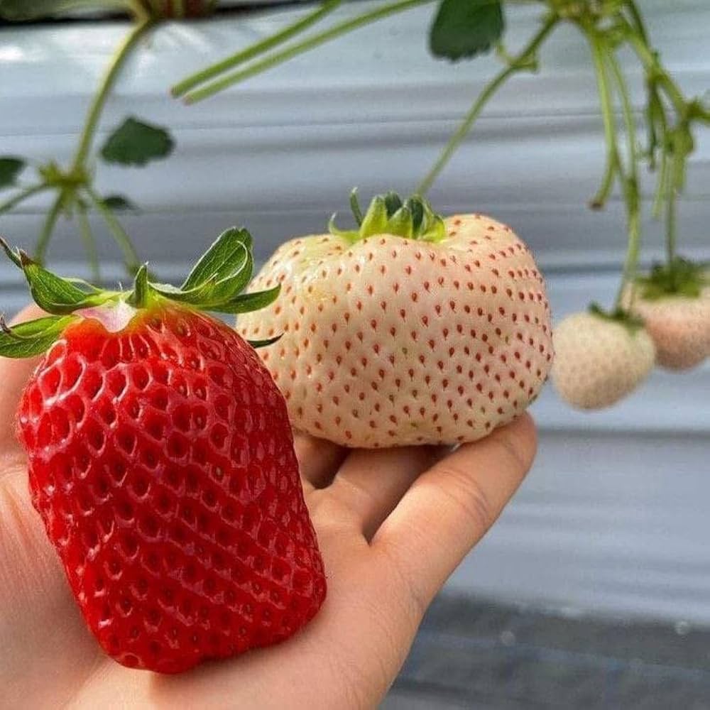 Strawberry Fragaria herb seeds