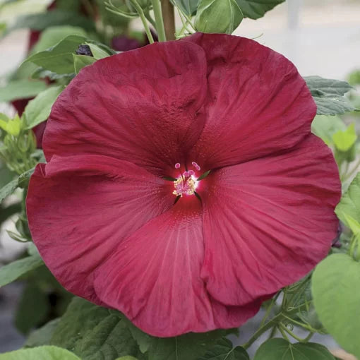 red red flower seeds