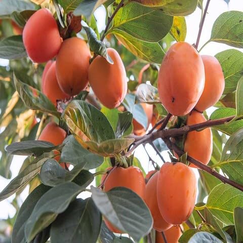 Orange Persimmon Seeds – Heirloom, Non-GMO, High Germination Organic Garden Seeds