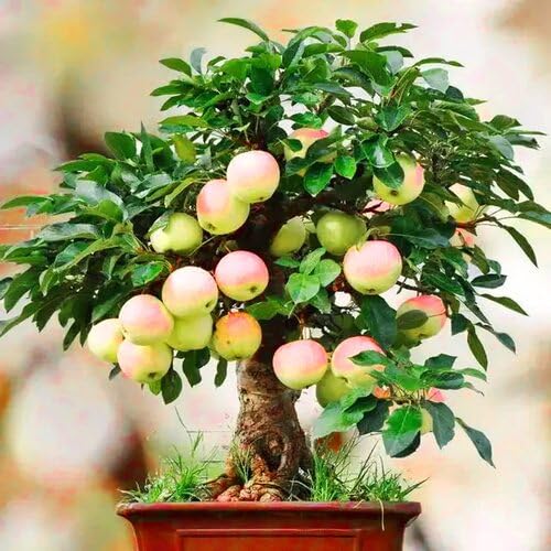 Grüne Bonsai Apfelbaum Samen, samenecht, gentechnikfrei, hohe Keimrate, Bio-Gartensamen zum Pflanzen