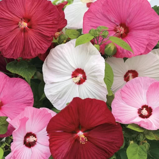 rose mallow flower seeds