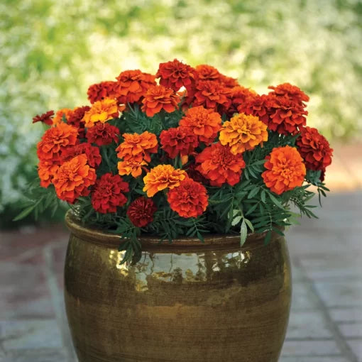 red orange flower seeds