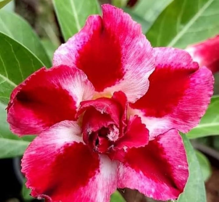 Red White Adenium Flower Seeds Heirloom Non-GMO High Germination Organic Garden Seeds