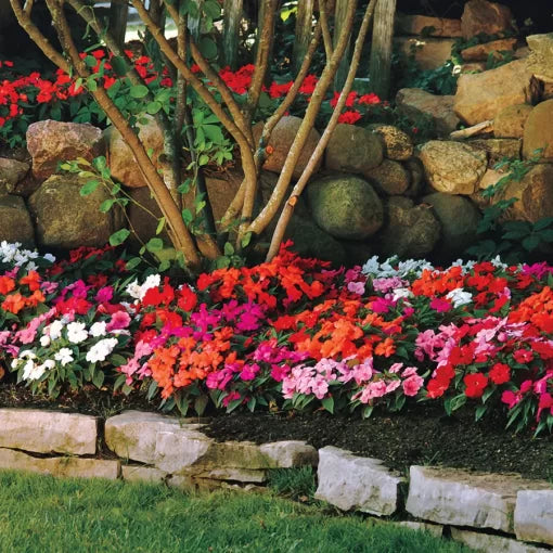 new guinea flower seeds