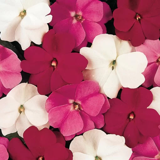 mystic mix flower seeds