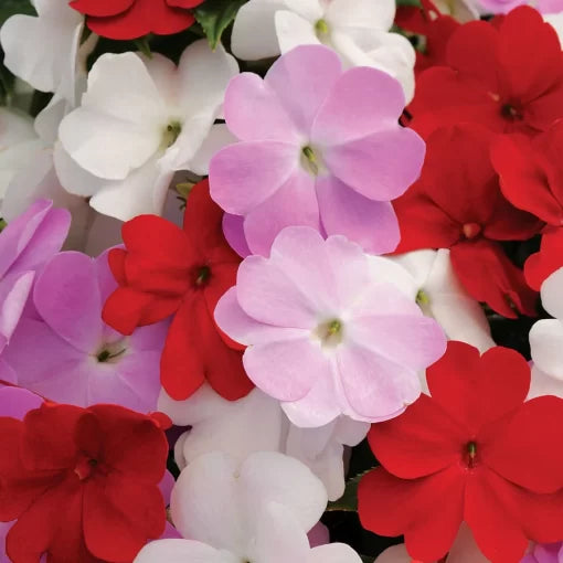 islander mix flower seeds