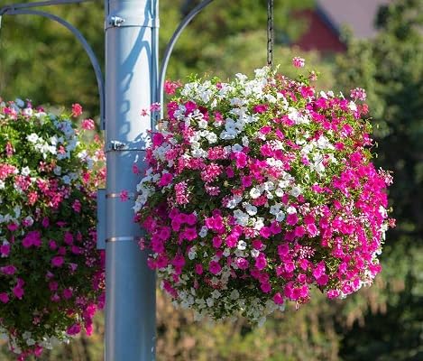 Pink White Petunia Flower Seeds – Heirloom Non-GMO High Germination Organic Garden Seeds