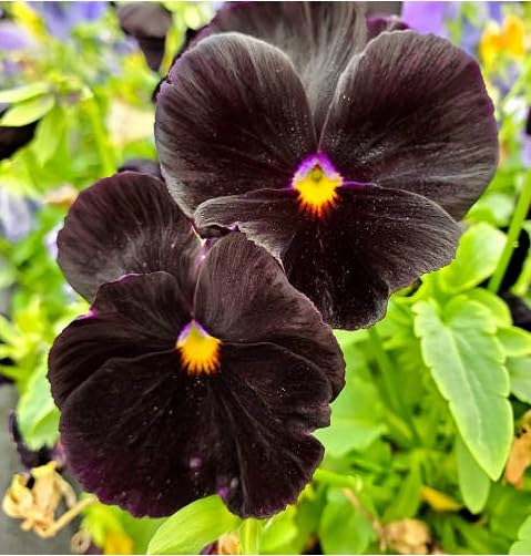 Black Pansy Flower Seeds for Planting – Heirloom Non-GMO High Germination Organic Seeds