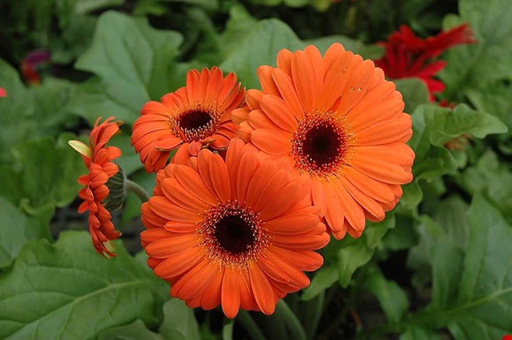 Orange Gerbera Flower Seeds – Heirloom, Non-GMO, High Germination Seeds