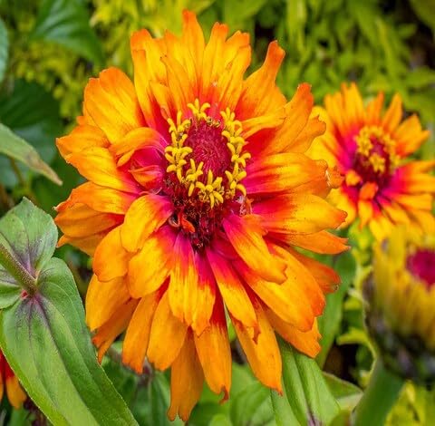 Orange Red Zinnia Flower Seeds for Planting – Heirloom Non-GMO High Germination Organic Garden Seeds