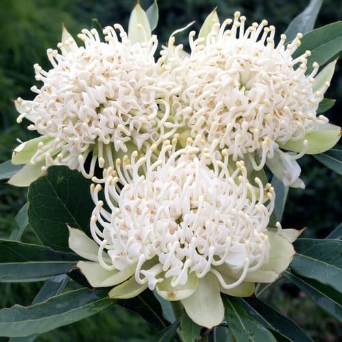 White Telopea Speciosissima Flower Seeds – Heirloom, Non-GMO, High Germination Organic Garden Seeds for Planting