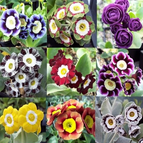 Mixed Auricula Flower Seeds – Heirloom, Non-GMO, High Germination Seeds
