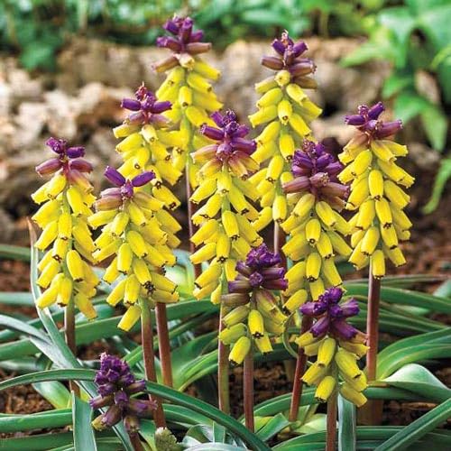 Yellow Violet Muscari Macrocarpum Flower Seeds – Heirloom Non-GMO Organic Garden Seeds