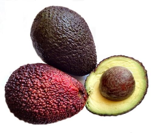 Brown Avocado Seeds – Heirloom, Non-GMO, High Germination Organic Garden Seeds