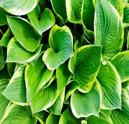 green hosta seeds