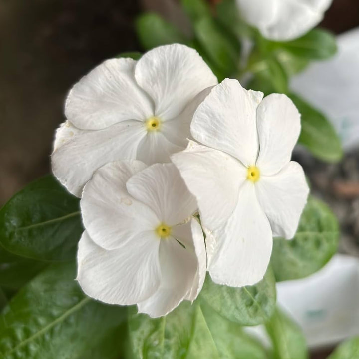 White Vinca Flower Seeds Heirloom Non-GMO High Germination Organic Garden Seeds