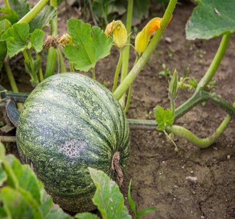 Pumpkin Fruit Seeds – Heirloom, Non-GMO, High Germination Organic Garden Seeds Planting