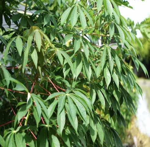 green cassava flower seeds