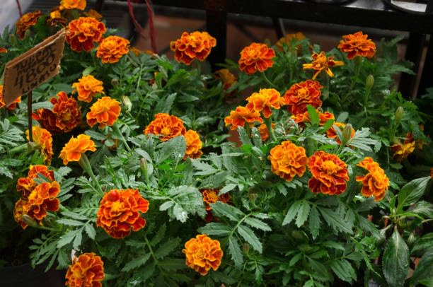 mixed marigold flower heirloom non-gmo seeds