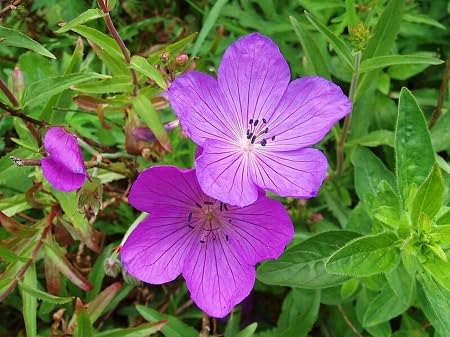 Purple Geranium Flower Seeds – Heirloom Non-GMO High Germination Seeds for Planting