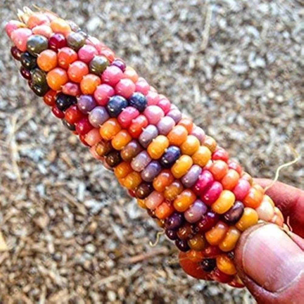 rainbow corn flower seeds