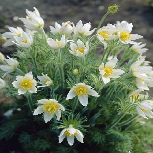 White Pasque Flower Seeds – Heirloom, Non-GMO, High Germination Organic Garden Seeds